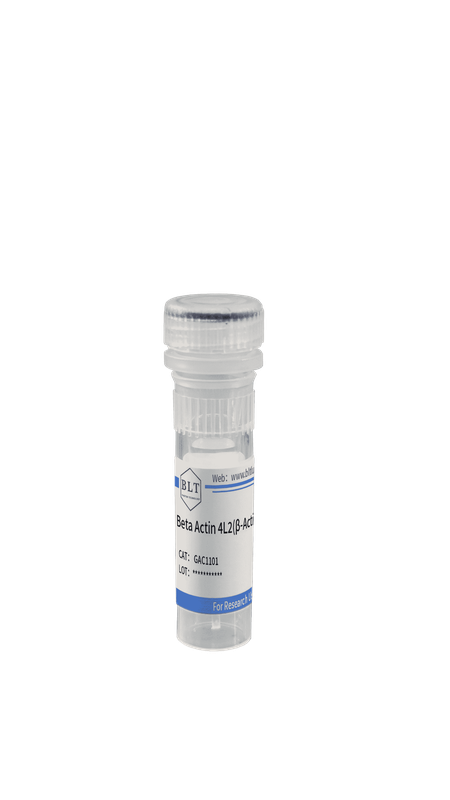 Beta Actin 4L2(β-Actin)兔单克隆抗体